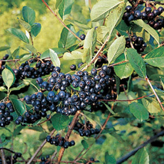 Nero Aronia 1 Nero Aronia