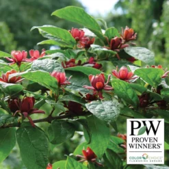 Simply Scentsational® Sweetshrub
