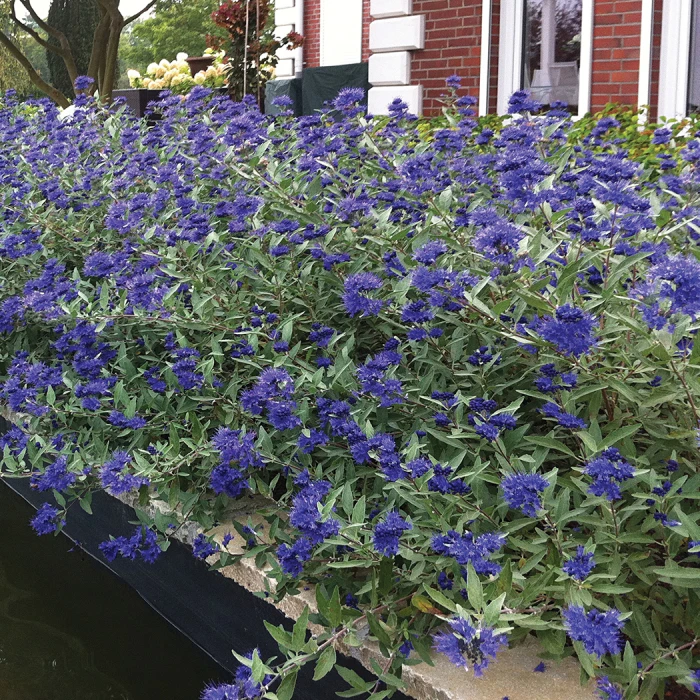 Sapphire Surf™ Bluebeard 1 Sapphire Surf™ Bluebeard