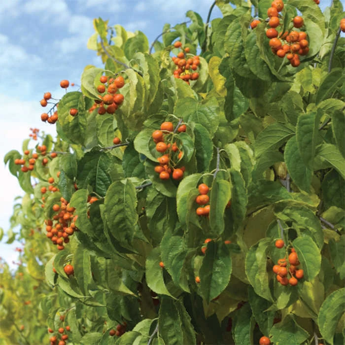 Autumn Revolution™ Bittersweet 1 Autumn Revolution™ Bittersweet