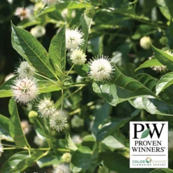 Sugar Shack® Buttonbush