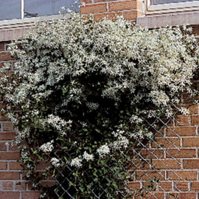 Paniculata Clematis 1 Paniculata Clematis