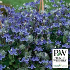 Stand By Me Bush Clematis