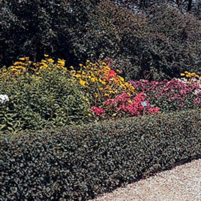 Hedge Cotoneaster 1 Hedge Cotoneaster