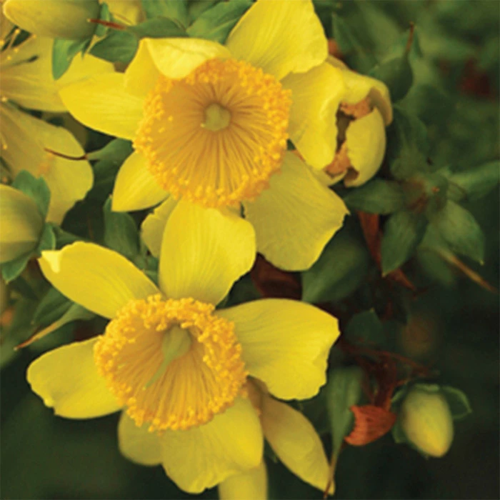 Sunny Boulevard® St John's Wort 1 Sunny Boulevard® St John's Wort