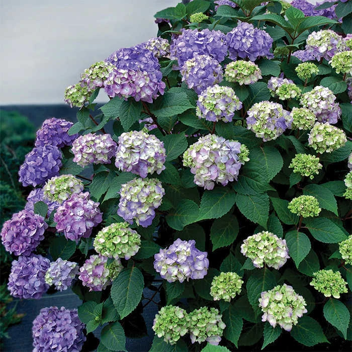 BloomStruck® Hydrangea 1 BloomStruck® Hydrangea