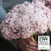 Incrediball&reg; Blush Hydrangea