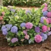 La Dreamin'&reg; Hydrangea