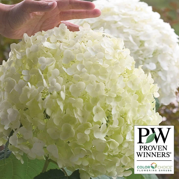 Incrediball® Hydrangea 1 Incrediball® Hydrangea