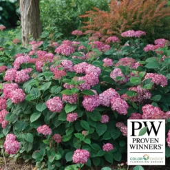 Invincibelle® Ruby Hydrangea