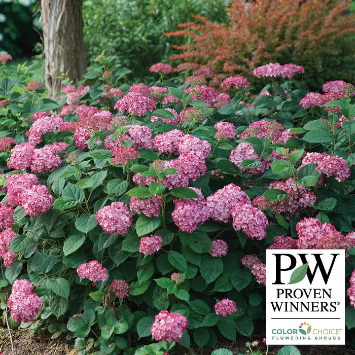 Invincibelle® Ruby Hydrangea 1 Invincibelle® Ruby Hydrangea
