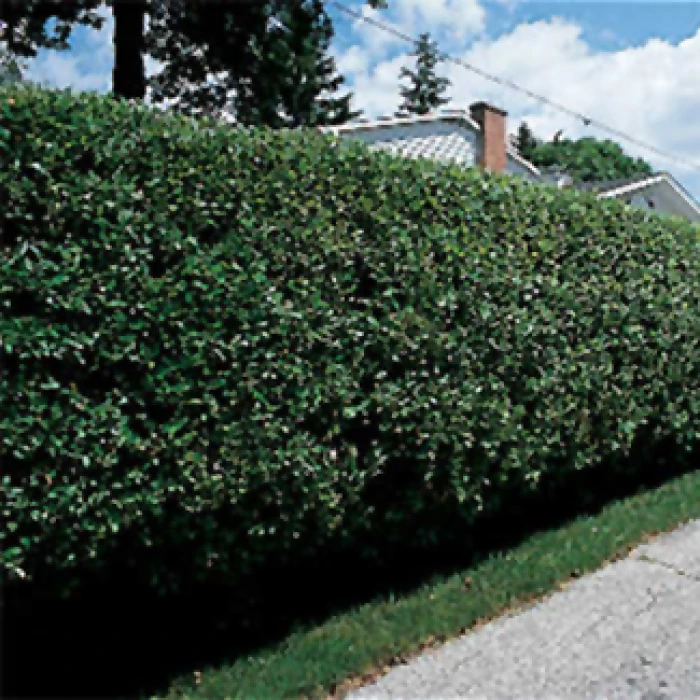 Hardy Cheyenne Privet 1 Hardy Cheyenne Privet