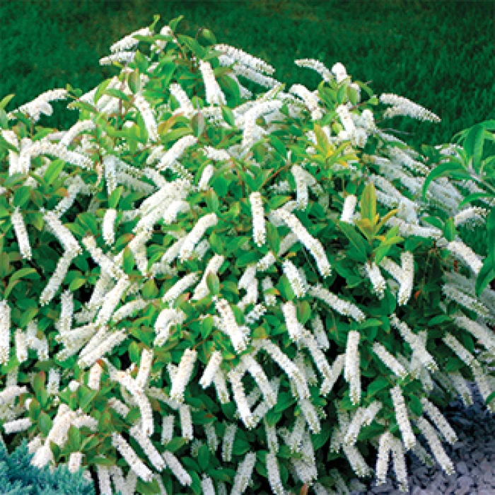 Little Henry® Sweetspire 1 Little Henry® Sweetspire