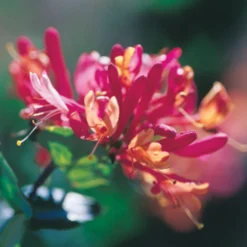 Goldflame Honeysuckle Vine