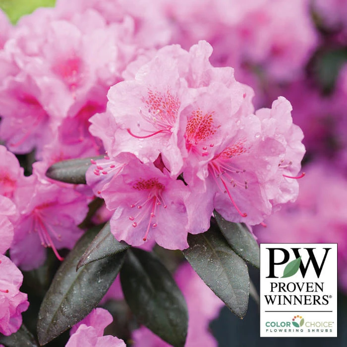 Black Hat® Rhododendron 1 Black Hat® Rhododendron
