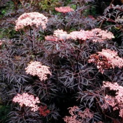 Black Lace® Sambucus