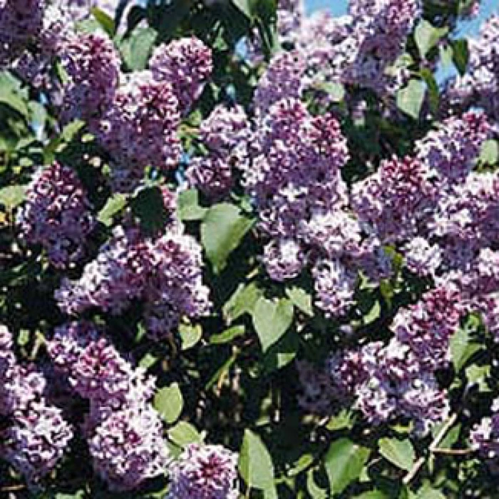 Common Hedge Lilac 1 Common Hedge Lilac