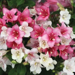 Czechmark Trilogy® Weigela