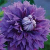 Diamantina™ Clematis