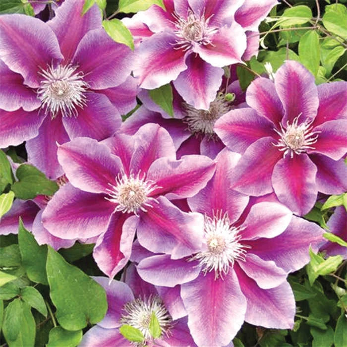 Kilian Donahue Clematis 1 Kilian Donahue Clematis