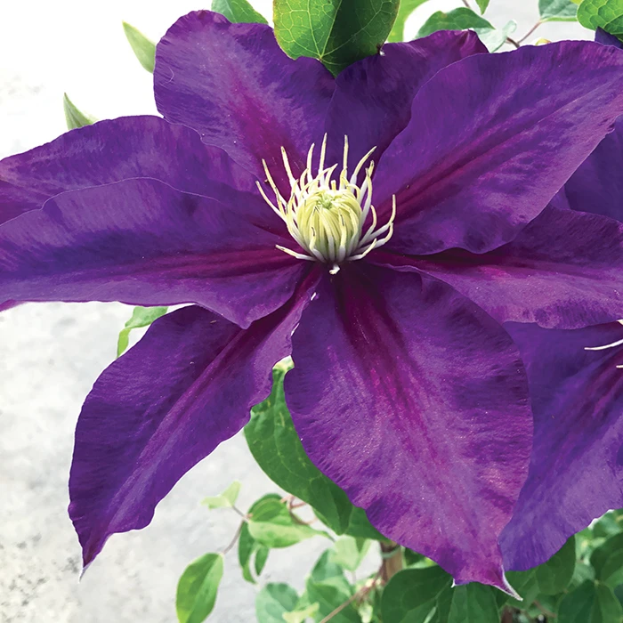 Duchess Of Cornwall Clematis 1 Duchess Of Cornwall Clematis