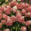 Sweet Starlight&trade; Hydrangea