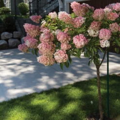 Vanilla Strawberry™ Tree Hydrangea