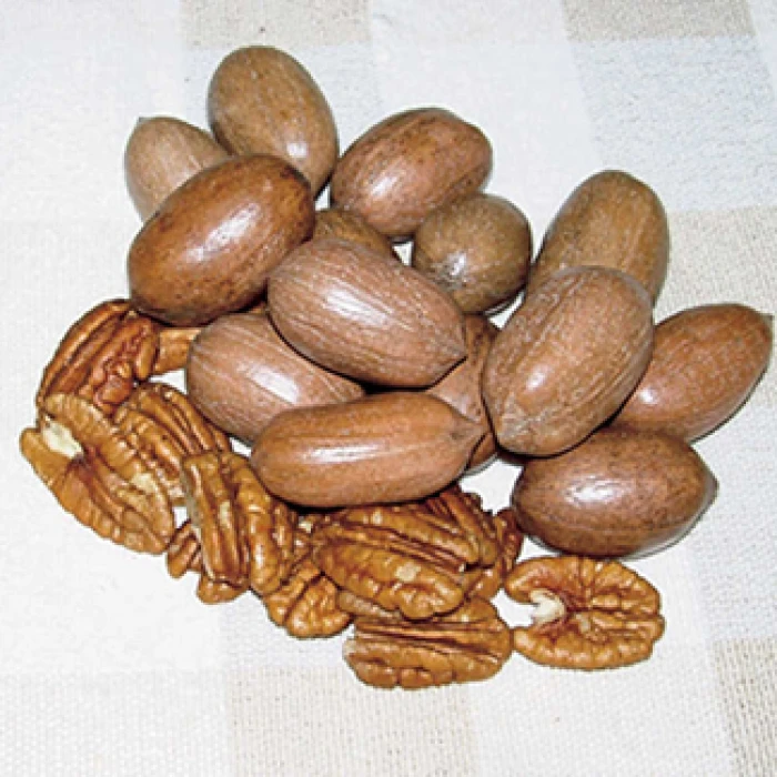 Hardy Pecan Tree Offer 1 Hardy Pecan Tree Offer