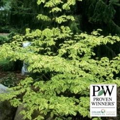 Golden Shadows® Pagoda Dogwood