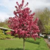 Royal Raindrops® Flowering Crabapple