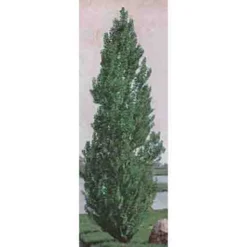 Theves Poplar(4 To 5 Foot)