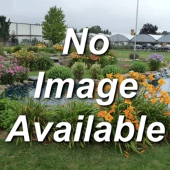 Norway Spruce Evergreen Seedlings