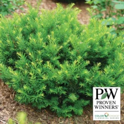 Stonehenge Dark Druid® Yew