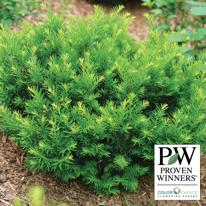 Stonehenge Dark Druid® Yew 1 Stonehenge Dark Druid® Yew