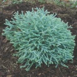 Pancake™ Arborvitae Evergreen