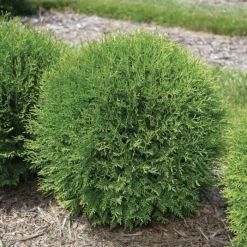 Planet Earth® Arborvitae