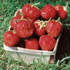 Ozark Beauty Everbearing Strawberry