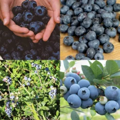 Northern Blueberry Offer #2