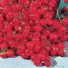 Red Lake Currant