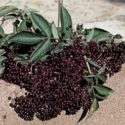 Elderberry Pollinator Offer - 2 Each Of 2 Varieties