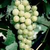 Marquis Seedless Grape