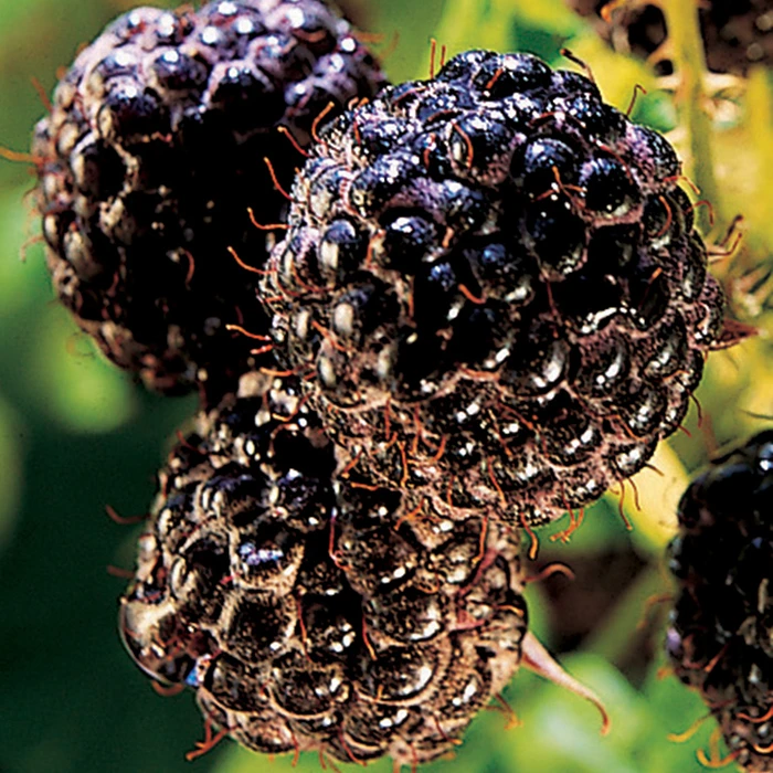 Bristol Black Raspberry 1 Bristol Black Raspberry