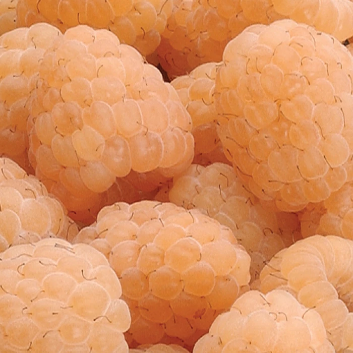 Anne Fall Bearing Raspberry 1 Anne Fall Bearing Raspberry