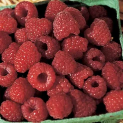 Boyne Summer Bearing Raspberry
