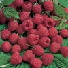 Killarney Summer Bearing Raspberry