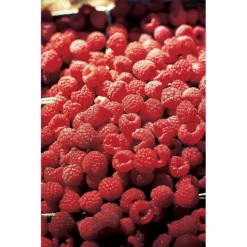 Latham Summer Bearing Raspberry
