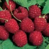Nova Summer Bearing Raspberry