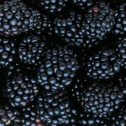 Triple Crown Thornless Blackberry