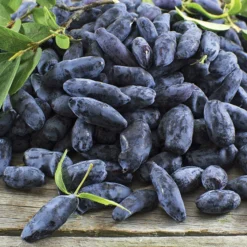 Boreal Beast Honeyberry