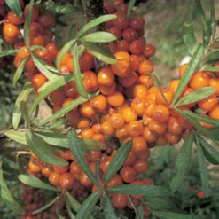 Leikora Sea Berry Or Sea Buckthorn
